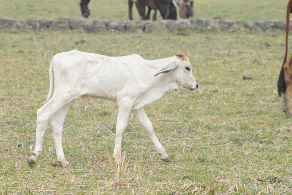cow in the green grass
