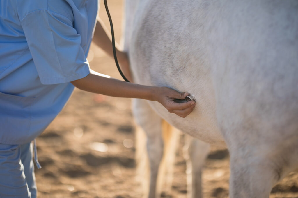 midsection of vet examining horse at barn